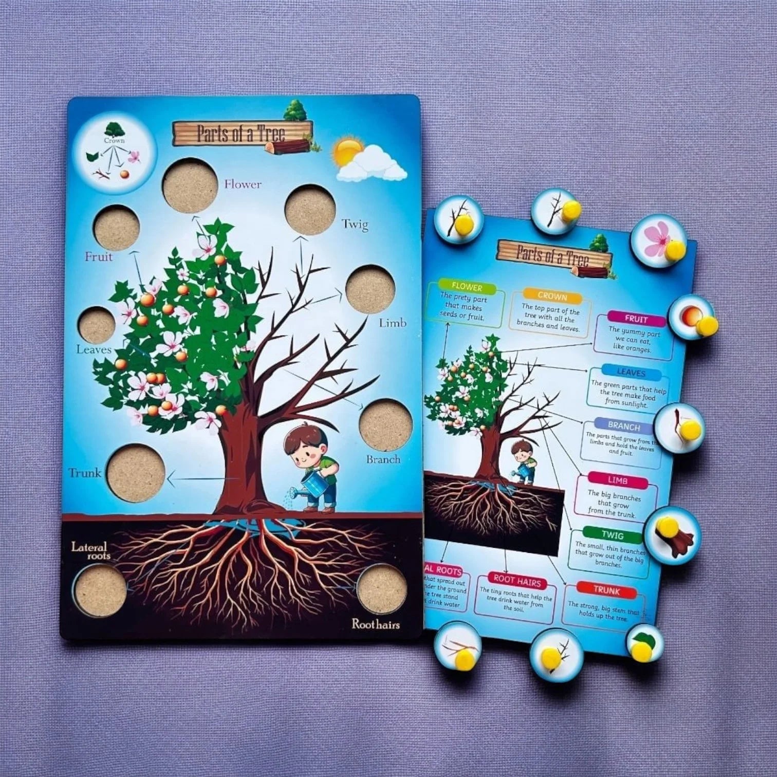 Parts of a Tree & Plant Combo Kit